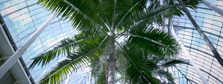 Palm tree in the Royal Botanic Gardens in Edinburgh