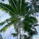Palm tree in the Royal Botanic Gardens in Edinburgh