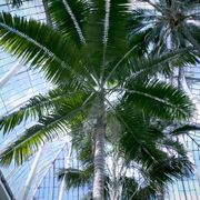Palm tree in the Royal Botanic Gardens in Edinburgh